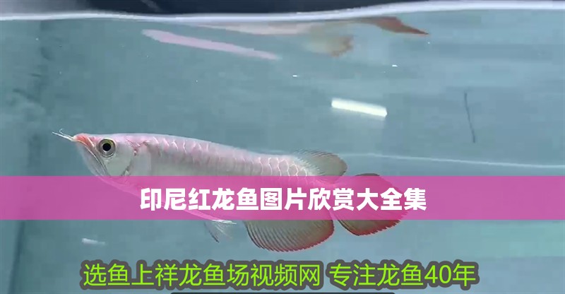 印尼紅龍魚圖片欣賞大全集