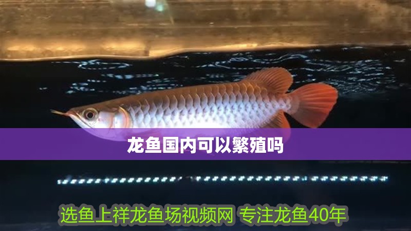 龍魚(yú)國(guó)內(nèi)可以繁殖嗎