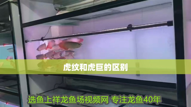 虎紋和虎巨的區別