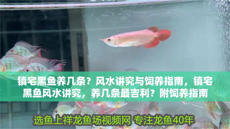 鎮宅黑魚養幾條？風水講究與飼養指南，鎮宅黑魚風水講究，養幾條最吉利？附飼養指南