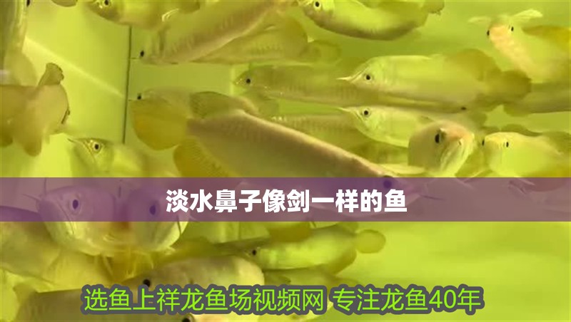 淡水鼻子像劍一樣的魚