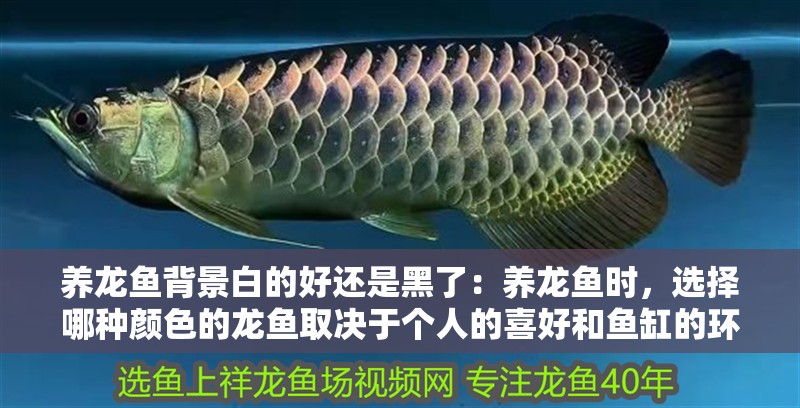 養(yǎng)龍魚背景白的好還是黑了：養(yǎng)龍魚時(shí)，選擇哪種顏色的龍魚取決于個人的喜好和魚缸的環(huán)境