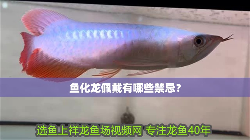 魚化龍佩戴有哪些禁忌？