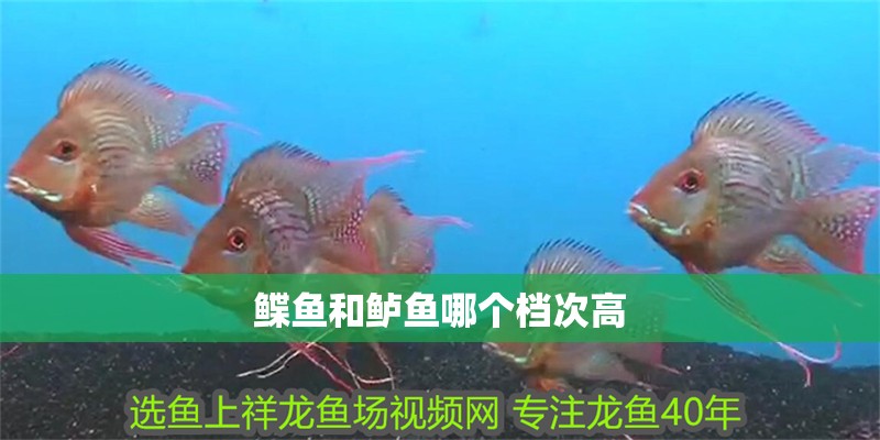 鰈魚和鱸魚哪個檔次高