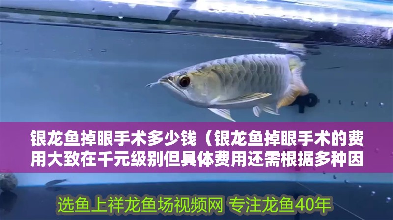 銀龍魚掉眼手術多少錢（銀龍魚掉眼手術的費用大致在千元級別但具體費用還需根據多種因素）