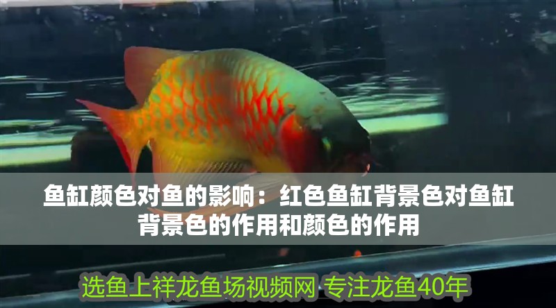 魚缸顏色對魚的影響：紅色魚缸背景色對魚缸背景色的作用和顏色的作用