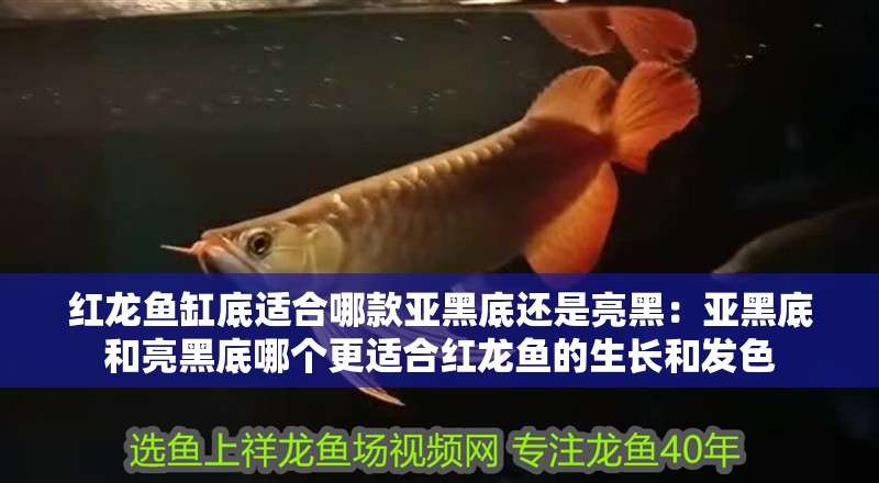 紅龍魚缸底適合哪款亞黑底還是亮黑：亞黑底和亮黑底哪個更適合紅龍魚的生長和發(fā)色 紅龍魚缸底適合哪款亞黑底還是亮黑：亞黑底和亮黑底哪個更適合紅龍魚的生長和發(fā)色 龍魚百科