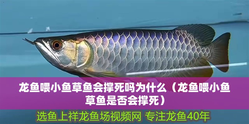 鸚鵡魚和銀龍魚混養(yǎng)怎樣喂食 龍魚喂小魚草魚會撐死嗎為什么(龍魚喂小魚草魚是否會撐死) 龍魚百科 龍魚喂小魚草魚會撐死嗎為什么(龍魚喂小魚草魚是否會撐死) 龍魚喂小魚草魚會撐死嗎為什么(龍魚喂小魚草魚是否會撐死) 龍魚百科