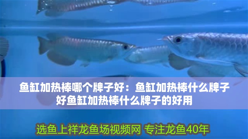 魚缸加熱棒哪個牌子好：魚缸加熱棒什么牌子好魚缸加熱棒什么牌子的好用