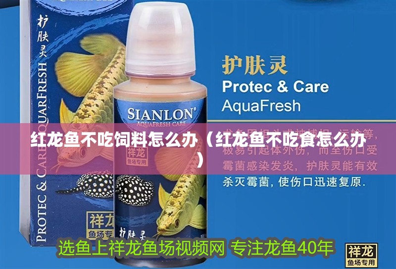 紅龍魚不吃飼料怎么辦（紅龍魚不吃食怎么辦）