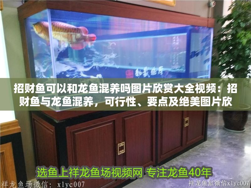 招財魚可以和龍魚混養嗎圖片欣賞大全視頻：招財魚與龍魚混養，可行性、要點及絕美圖片欣賞