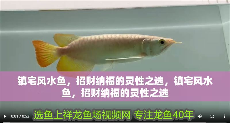 鎮宅風水魚，招財納福的靈性之選，鎮宅風水魚，招財納福的靈性之選