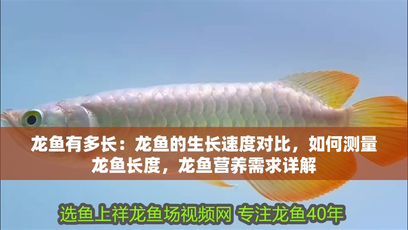 龍魚有多長：龍魚的生長速度對比，如何測量龍魚長度，龍魚營養需求詳解