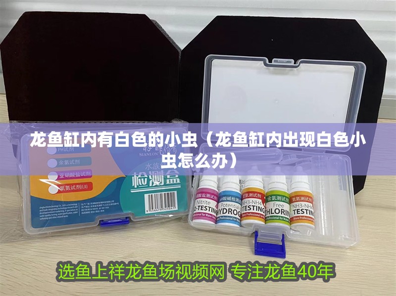 龍魚缸內有白色的小蟲（龍魚缸內出現白色小蟲怎么辦）
