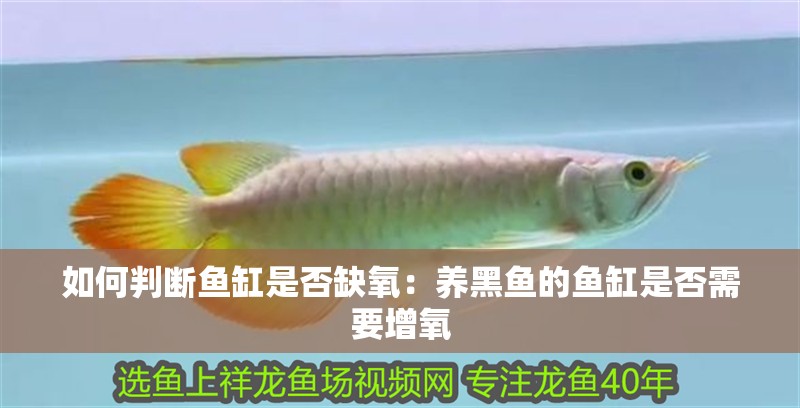 如何判斷魚缸是否缺氧：養黑魚的魚缸是否需要增氧