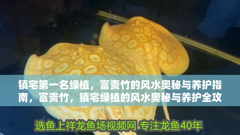鎮(zhèn)宅第一名綠植，富貴竹的風(fēng)水奧秘與養(yǎng)護(hù)指南，富貴竹，鎮(zhèn)宅綠植的風(fēng)水奧秘與養(yǎng)護(hù)全攻略