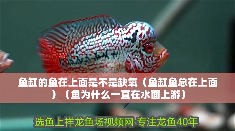 魚缸的魚在上面是不是缺氧（魚缸魚總在上面）（魚為什么一直在水面上游）