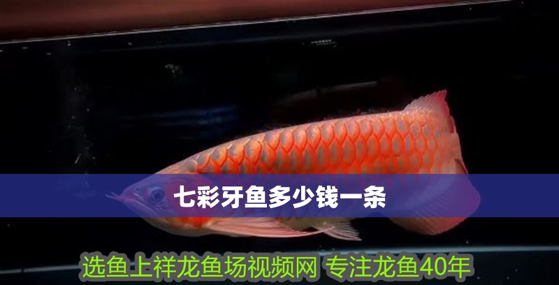 七彩牙魚多少錢一條