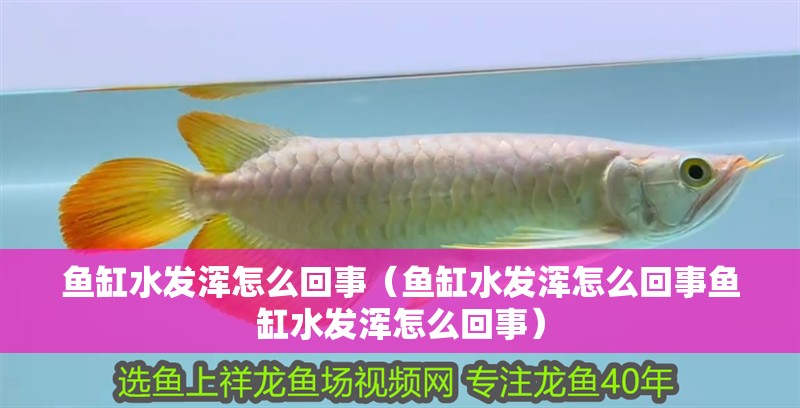 魚缸水發渾怎么回事（魚缸水發渾怎么回事魚缸水發渾怎么回事）