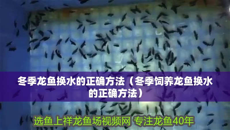 冬季龍魚換水的正確方法（冬季飼養(yǎng)龍魚換水的正確方法）
