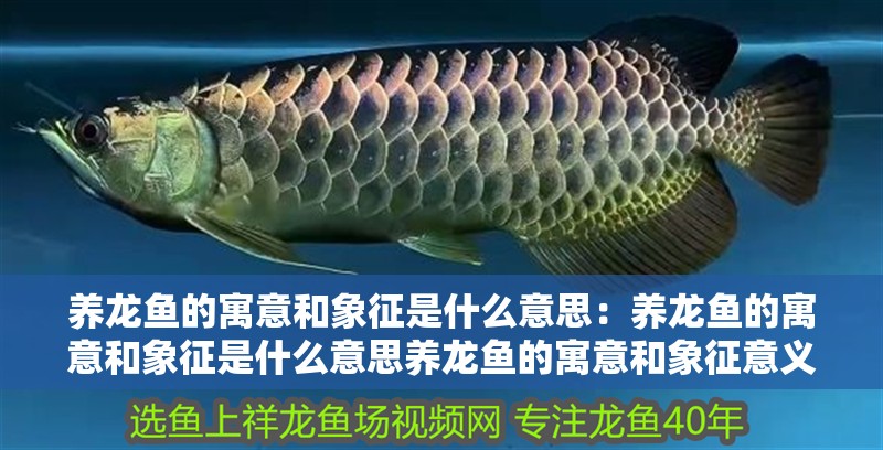 養龍魚的寓意和象征是什么意思：養龍魚的寓意和象征是什么意思養龍魚的寓意和象征意義