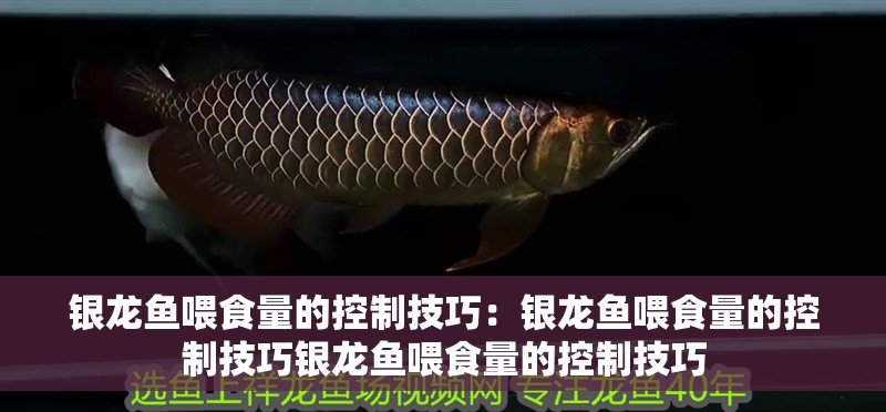 銀龍魚喂食量的控制技巧：銀龍魚喂食量的控制技巧銀龍魚喂食量的控制技巧