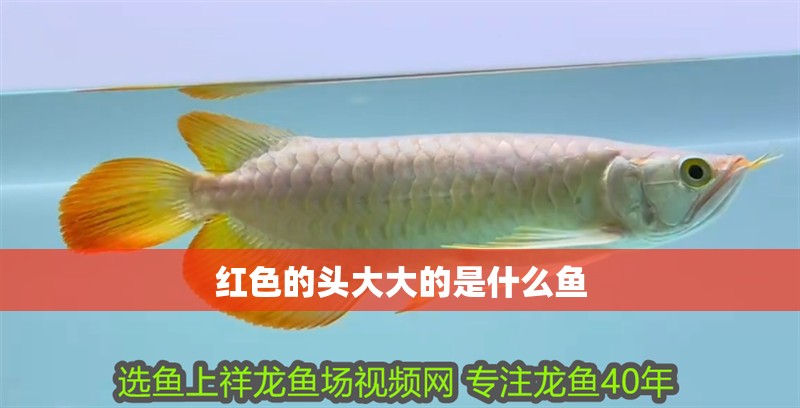 紅色的頭大大的是什么魚