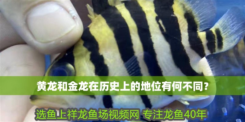 黃龍和金龍在歷史上的地位有何不同？