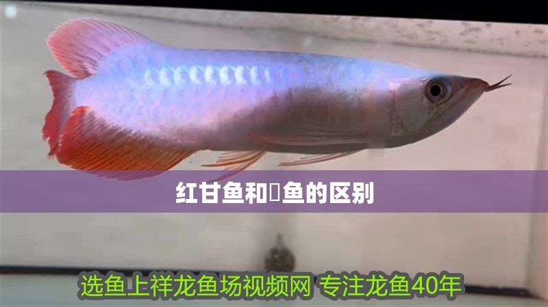紅甘魚和鰤魚的區別