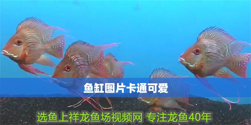 魚缸圖片卡通可愛