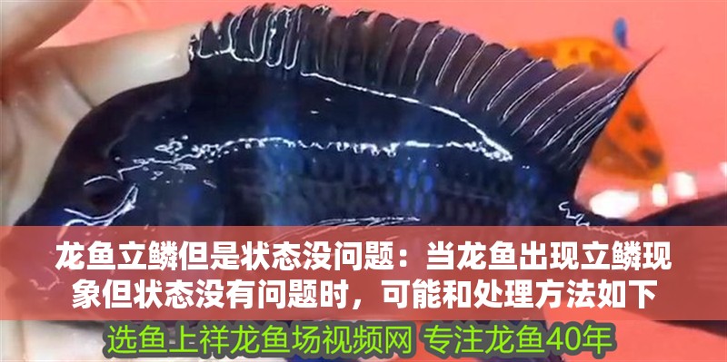 龍魚立鱗但是狀態沒問題：當龍魚出現立鱗現象但狀態沒有問題時，可能和處理方法如下