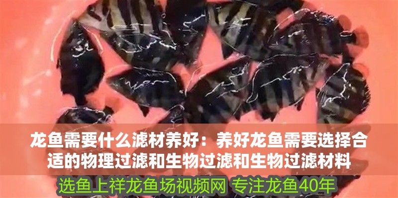 龍魚需要什么濾材養好：養好龍魚需要選擇合適的物理過濾和生物過濾和生物過濾材料