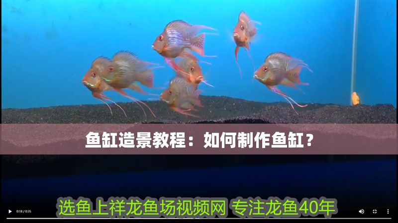 魚缸造景教程：如何制作魚缸？