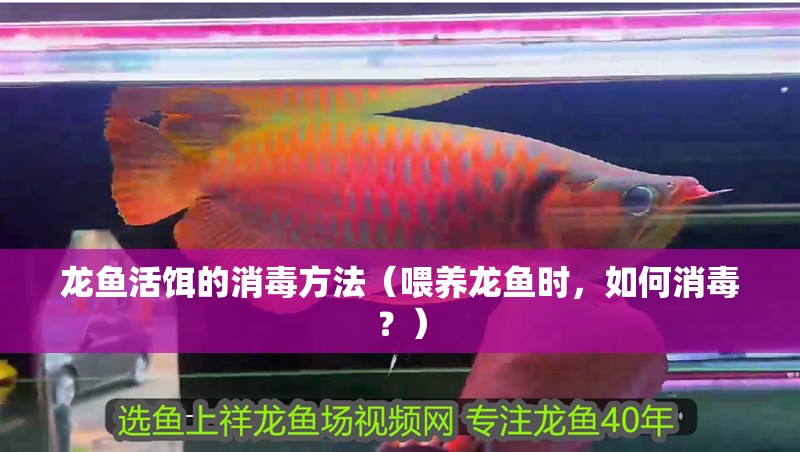 龍魚(yú)活餌的消毒方法（喂養(yǎng)龍魚(yú)時(shí)，如何消毒？）