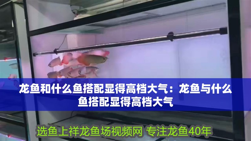 龍魚和什么魚搭配顯得高檔大氣：龍魚與什么魚搭配顯得高檔大氣
