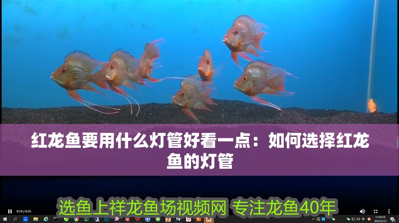 紅龍魚要用什么燈管好看一點：如何選擇紅龍魚的燈管
