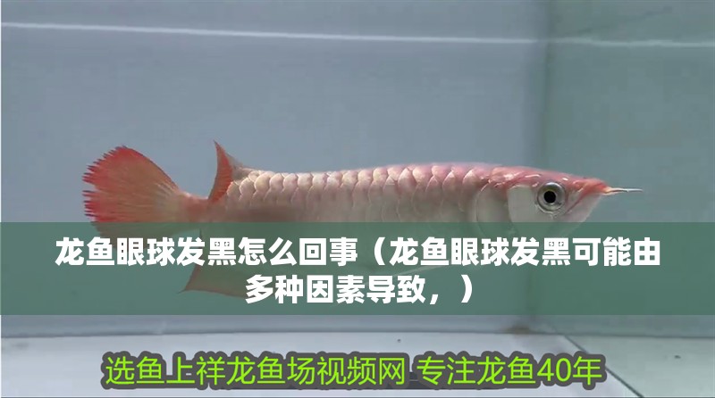 龍魚眼球發黑怎么回事（龍魚眼球發黑可能由多種因素導致，）