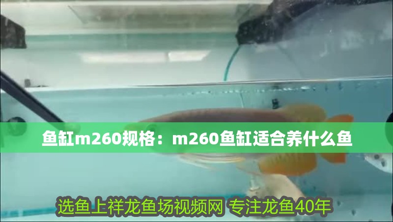 魚缸m260規格：m260魚缸適合養什么魚
