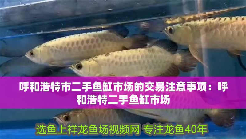 呼和浩特市二手魚缸市場的交易注意事項：呼和浩特二手魚缸市場