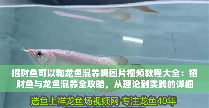 招財魚可以和龍魚混養嗎圖片視頻教程大全：招財魚與龍魚混養全攻略，從理論到實踐的詳細指南