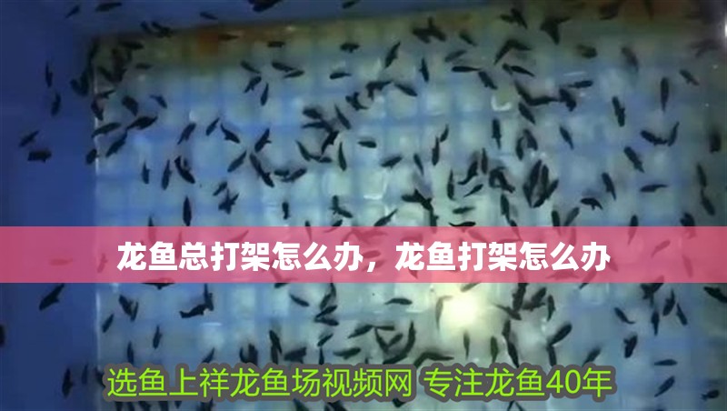 龍魚總打架怎么辦，龍魚打架怎么辦