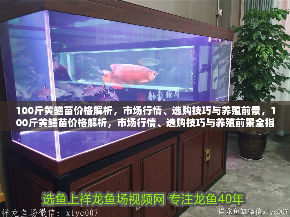 100斤黃鱔苗價格解析，市場行情、選購技巧與養(yǎng)殖前景，100斤黃鱔苗價格解析，市場行情、選購技巧與養(yǎng)殖前景全指南