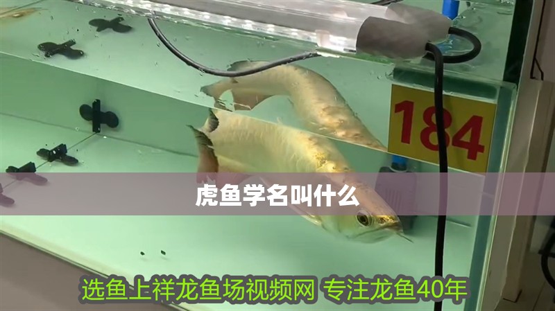 虎魚學(xué)名叫什么
