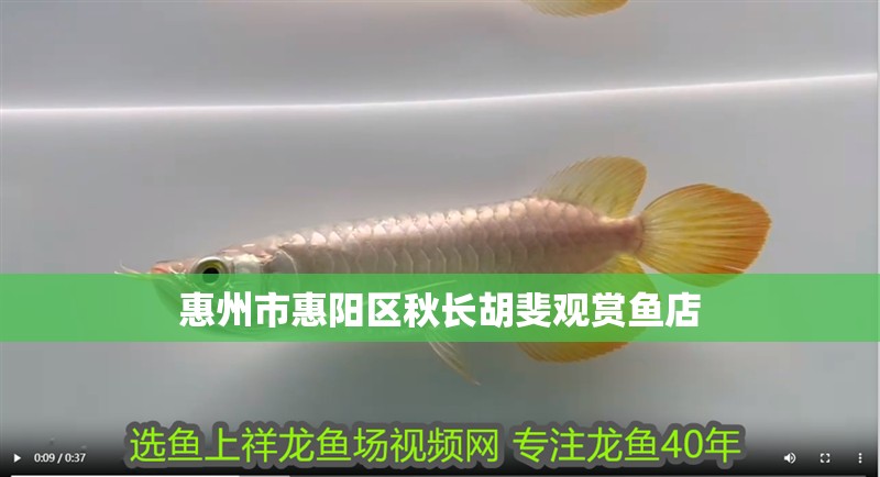惠州市惠陽區秋長胡斐觀賞魚店 惠州市惠陽區秋長胡斐觀賞魚店 全國水族館企業名錄