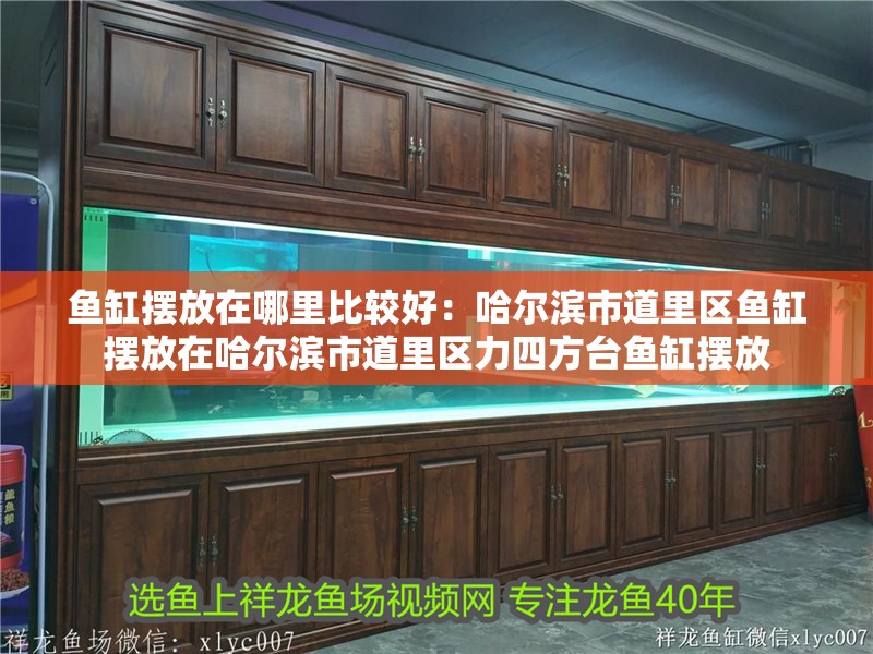 魚缸擺放在哪里比較好：哈爾濱市道里區魚缸擺放在哈爾濱市道里區力四方臺魚缸擺放