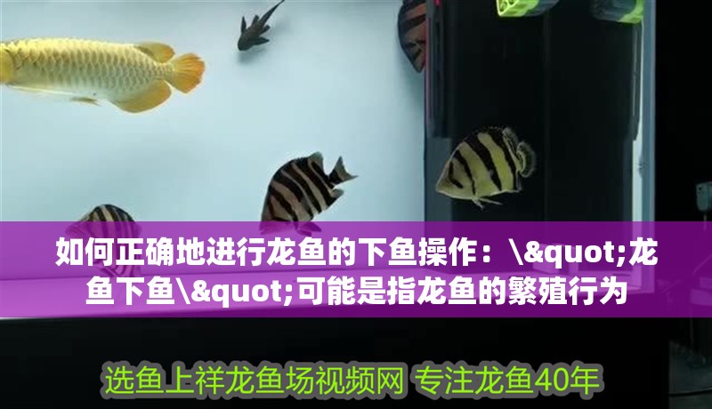 如何正確地進(jìn)行龍魚(yú)的下魚(yú)操作：\"龍魚(yú)下魚(yú)\"可能是指龍魚(yú)的繁殖行為