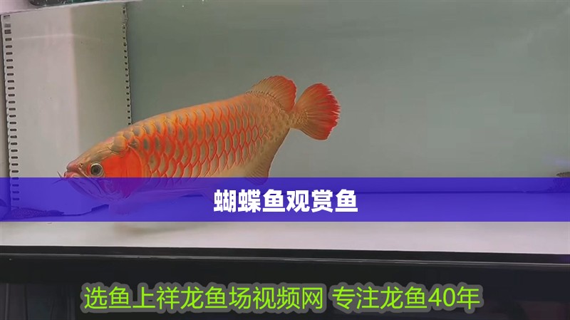 蝴蝶魚觀賞魚