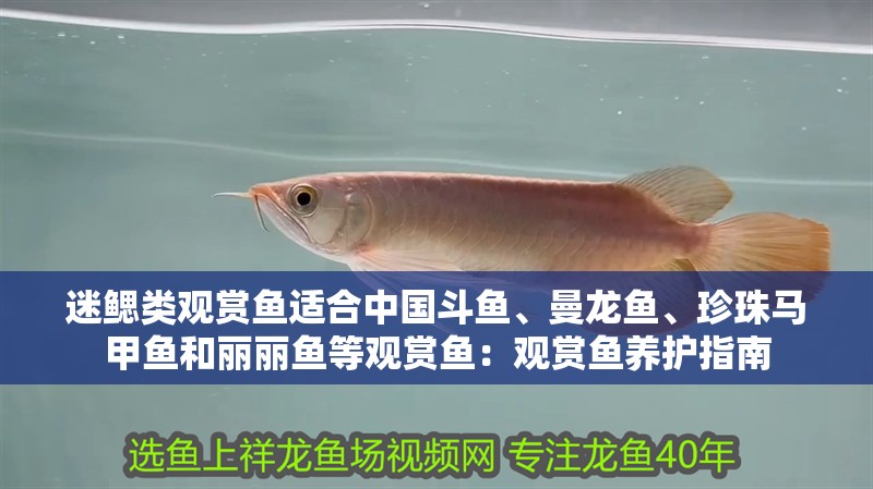 迷鰓類觀賞魚適合中國斗魚、曼龍魚、珍珠馬甲魚和麗麗魚等觀賞魚：觀賞魚養(yǎng)護(hù)指南