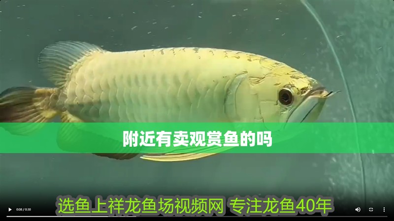 附近有賣觀賞魚的嗎