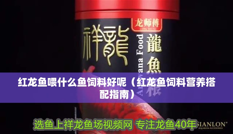 紅龍魚喂什么魚飼料好呢（紅龍魚飼料營養搭配指南）